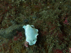 Glossodoris angasi
