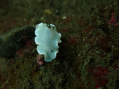 Glossodoris angasi