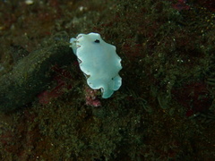 Glossodoris angasi