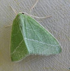 Synchlora pectinaria
