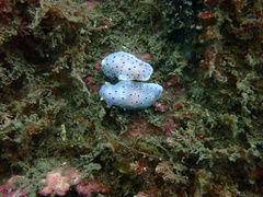 Goniobranchus thompsoni