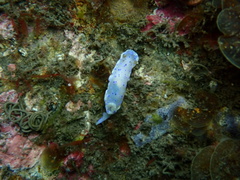 Goniobranchus thompsoni