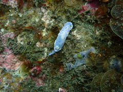 Goniobranchus thompsoni