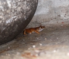 Eleutherodactylus planirostris