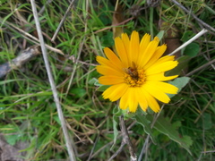 Usia versicolor