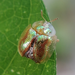 Cassida circumdata