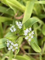 Valerianella carinata