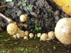 Pholiota subflammans