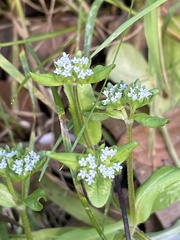 Valerianella carinata