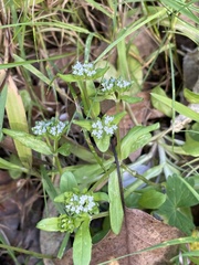 Valerianella carinata