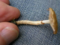 Pholiota subflammans