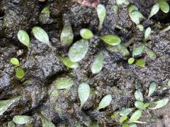 Glossostigma elatinoides