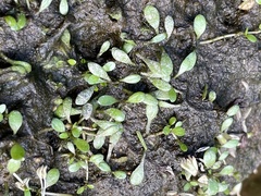 Glossostigma elatinoides