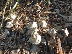 Coprinellus disseminatus