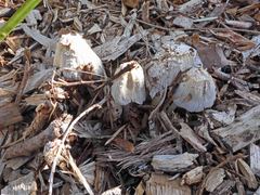Coprinellus disseminatus
