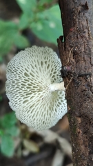 Favolus brasiliensis