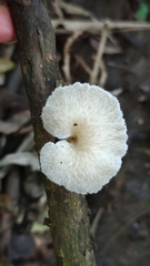 Favolus brasiliensis