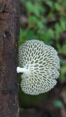 Favolus brasiliensis