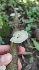 Favolus brasiliensis