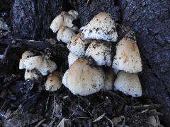 Coprinellus truncorum