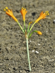 Stenomesson flavum