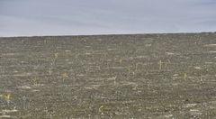 Stenomesson flavum