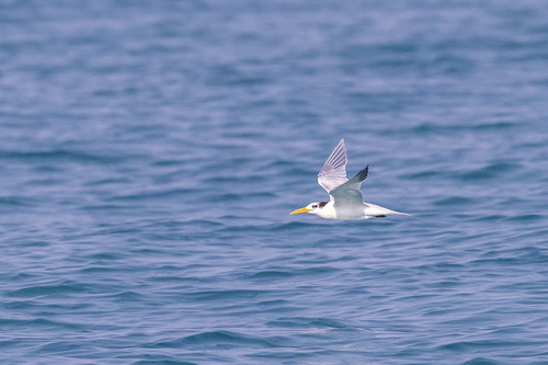 Representative image of Thalasseus bengalensis bengalensis