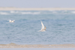 Sterna dougallii dougallii