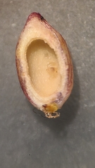 Andricus deciduatus
