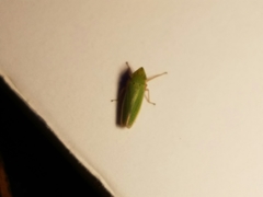 Draeculacephala balli