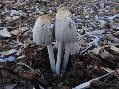 Coprinellus disseminatus