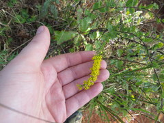 Solidago sphacelata