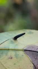 Caryomyia subulata