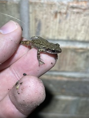 Eleutherodactylus campi