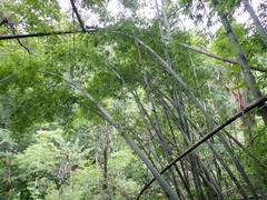 Dendrocalamus strictus