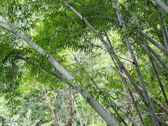 Dendrocalamus strictus