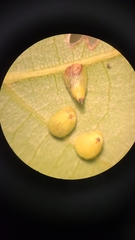 Caryomyia eumaris