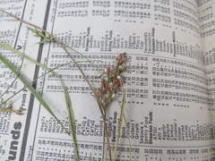 Scleria muehlenbergii