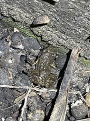 Eleutherodactylus campi