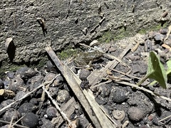 Eleutherodactylus campi