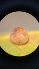 Caryomyia glauciglobus