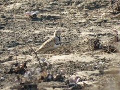 Thinocorus rumicivorus
