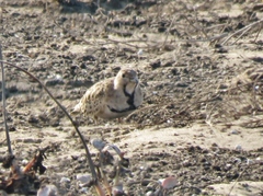 Thinocorus rumicivorus