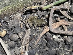 Eleutherodactylus campi