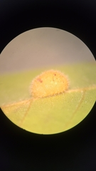 Caryomyia antennata