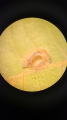 Caryomyia antennata
