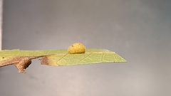 Caryomyia antennata