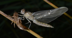 Orthetrum caledonicum