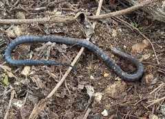 Solomons Coral Snake photo 3