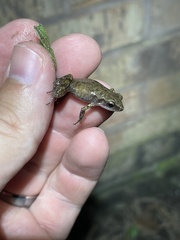 Eleutherodactylus campi